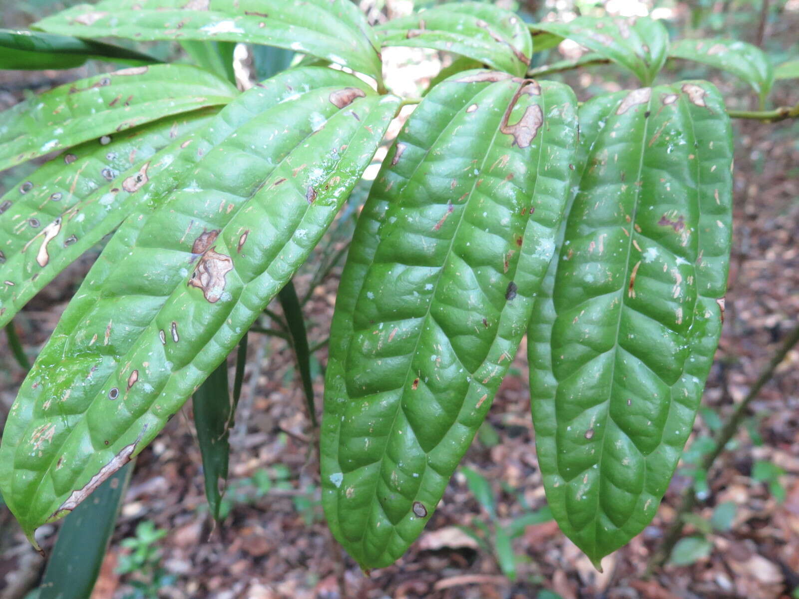 Image of Ripogonum discolor F. Muell.