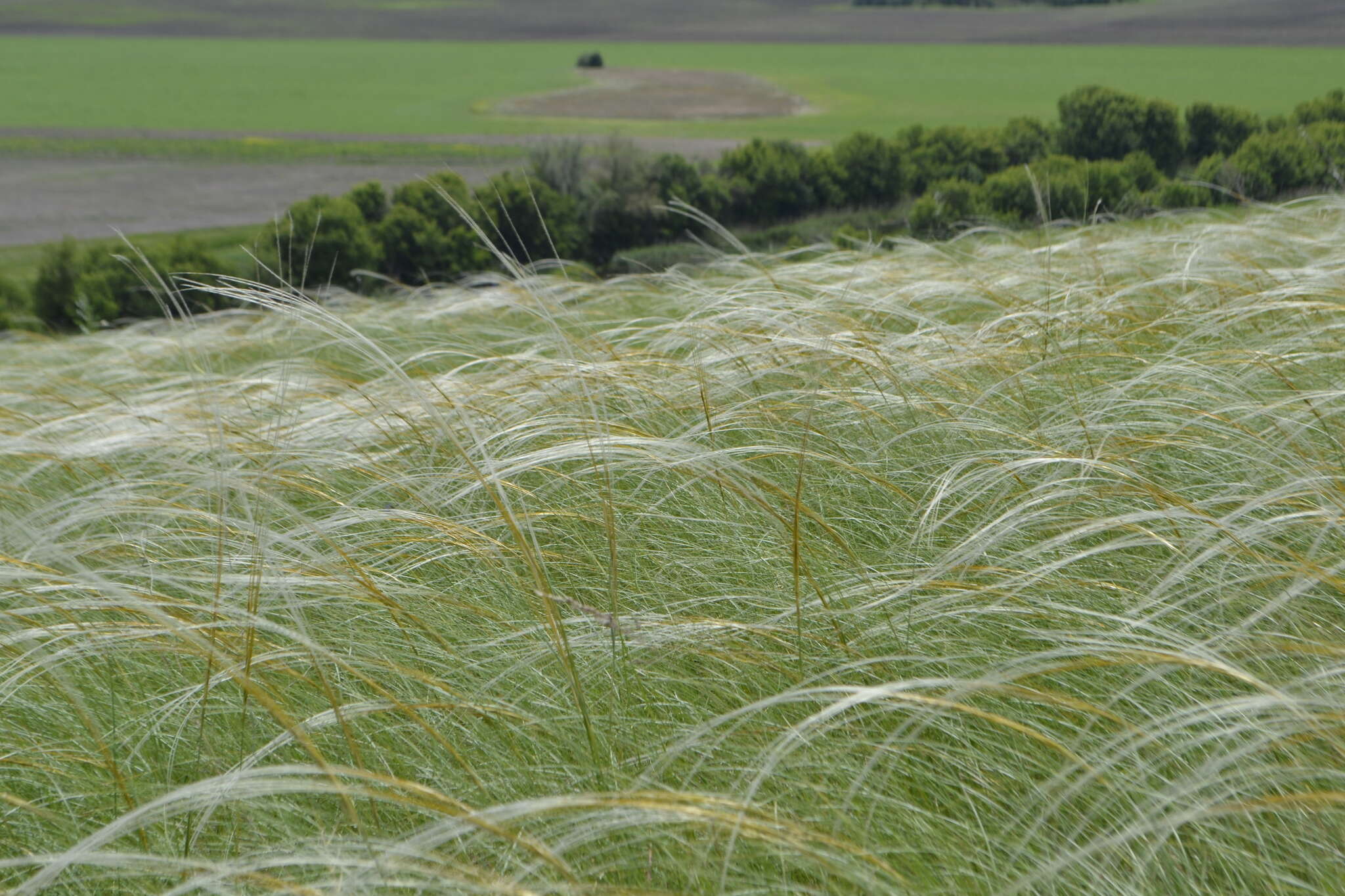 Sivun Stipa rubens P. A. Smirn. kuva