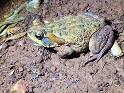 Rhinella rubescens (Lutz 1925) resmi