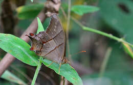 Image of Bamboo Forester