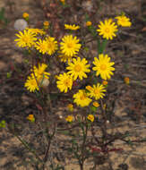 Plancia ëd Senecio glaucus L.