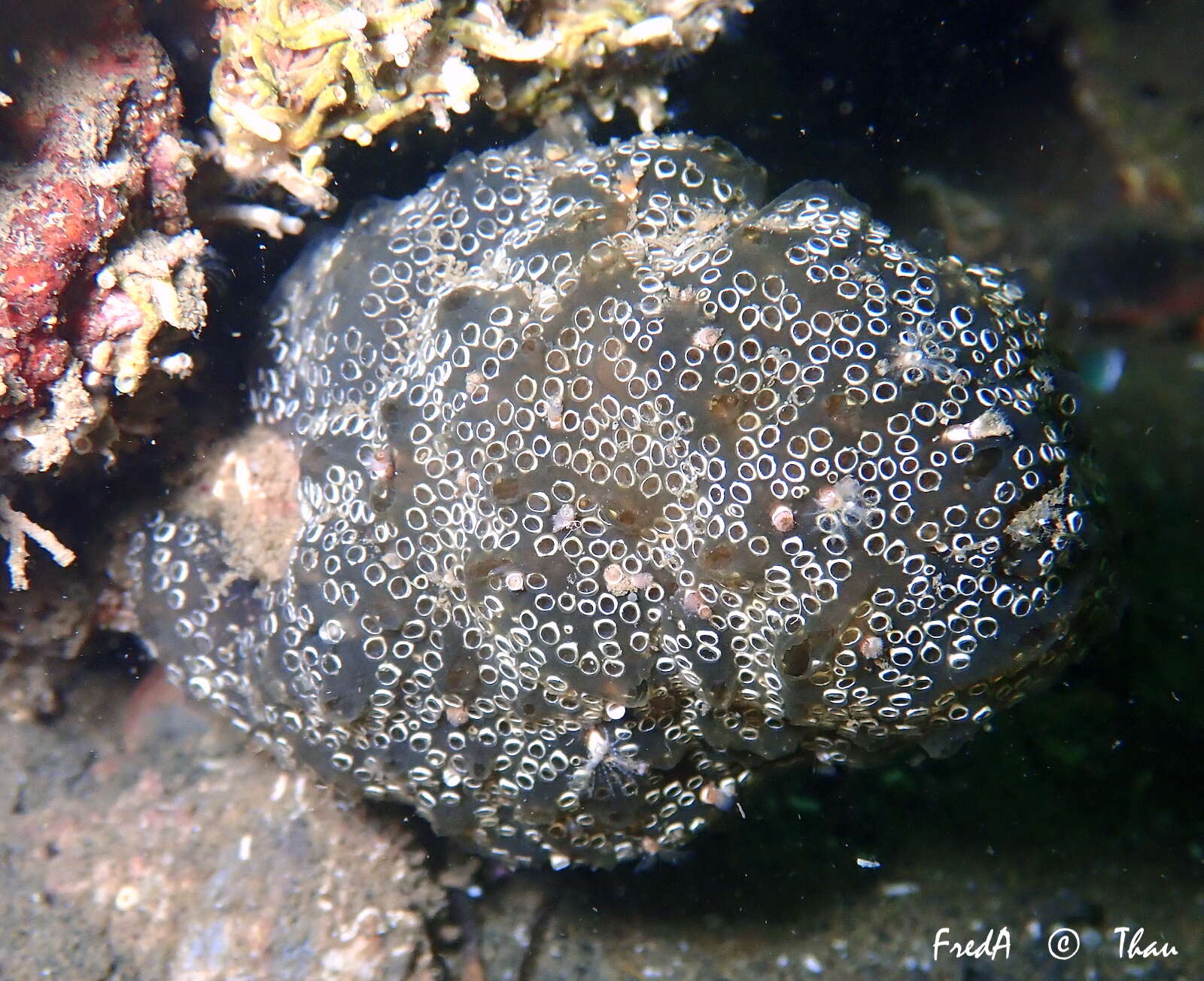 Image of Mottled Encrusting Tunicate