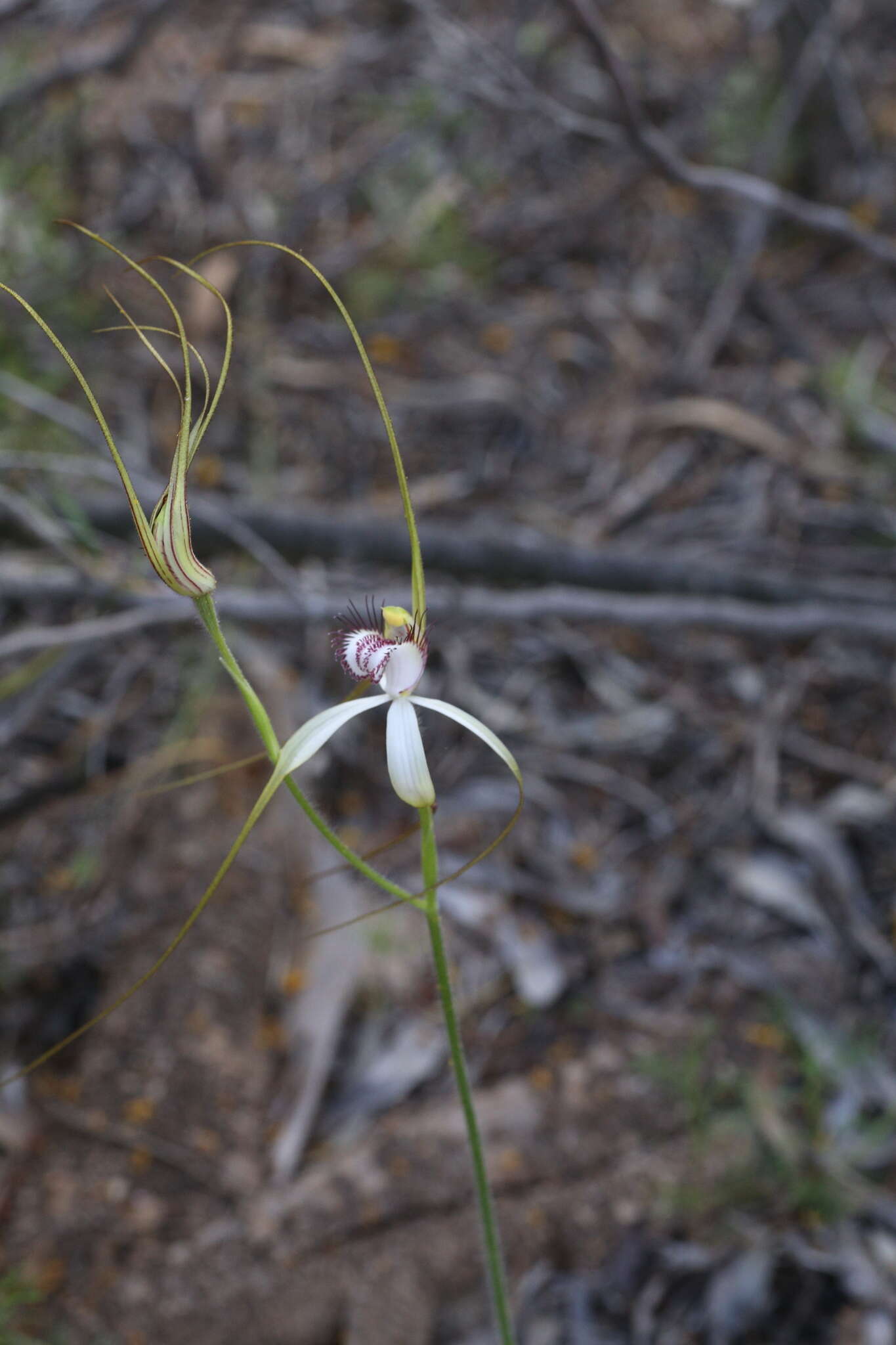 Image of Daddy-long-legs spider orchid