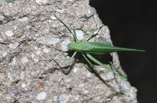 Image of Apache Bush Katydid