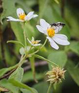 Image of Montanoa leucantha (Lag. & Segura) S. F. Blake