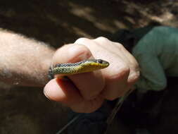 Image of Thamnophis atratus atratus (Kennicott ex Cooper 1860)