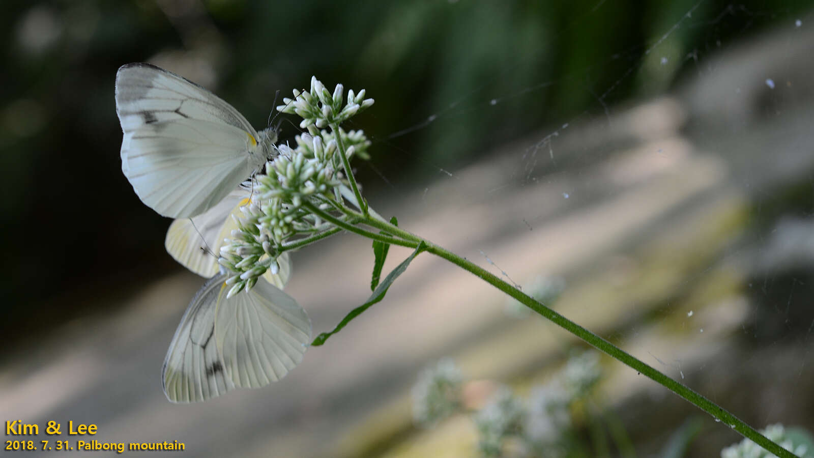 Image of Pieris melete Ménétriès 1857