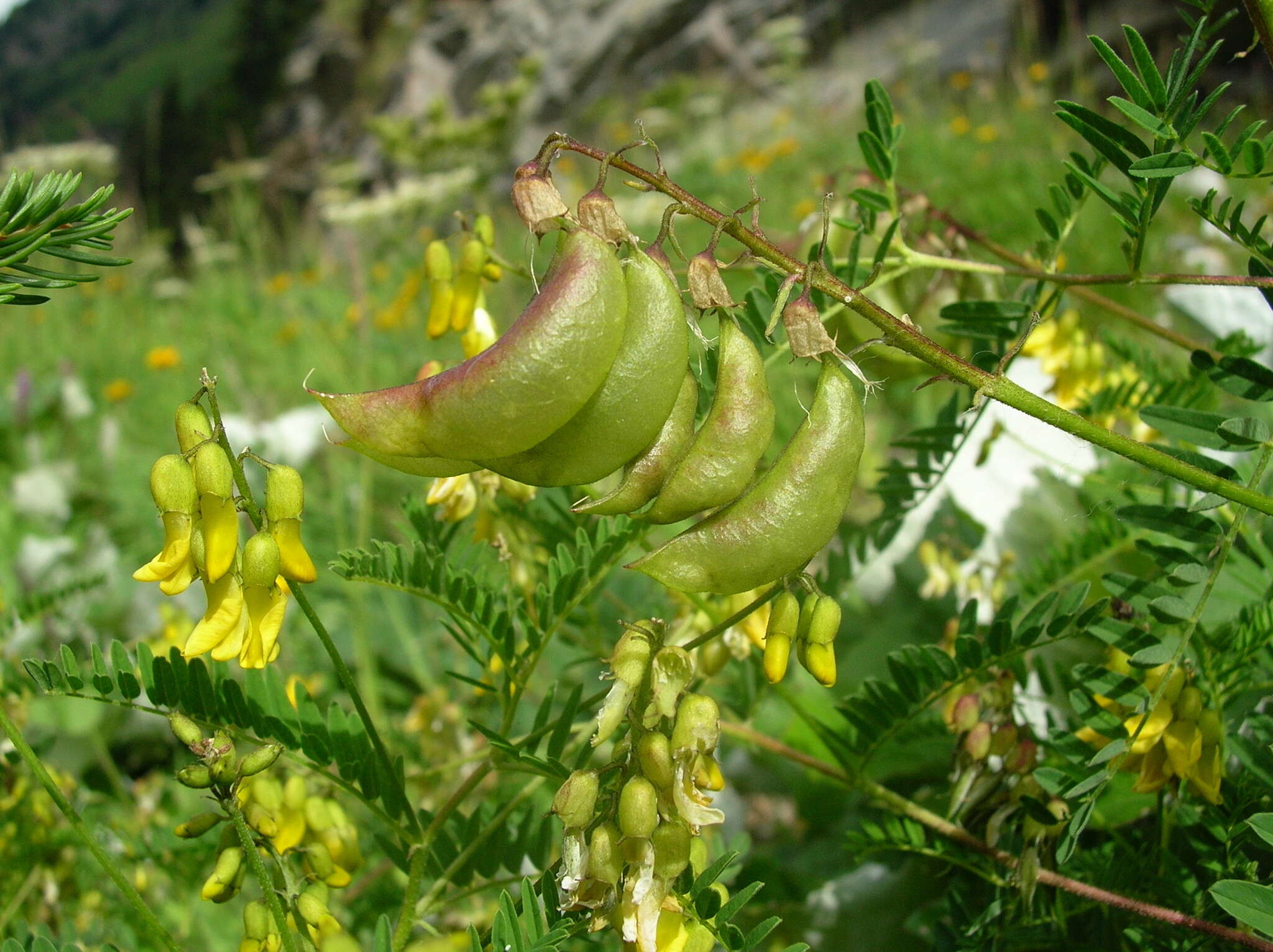 Image of Astragalus penduliflorus Lam.