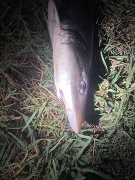 Image of Gray Smooth-hound