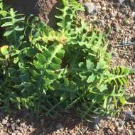 Image of Sonchus latifolius (Lowe) R. Jardim & M. Seq.