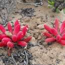 Image of Hyobanche barklyi N. E. Br.