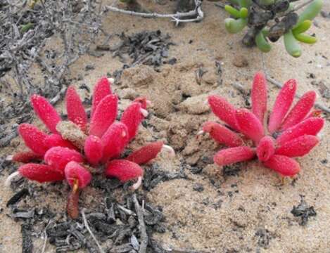 Image of Hyobanche barklyi N. E. Br.