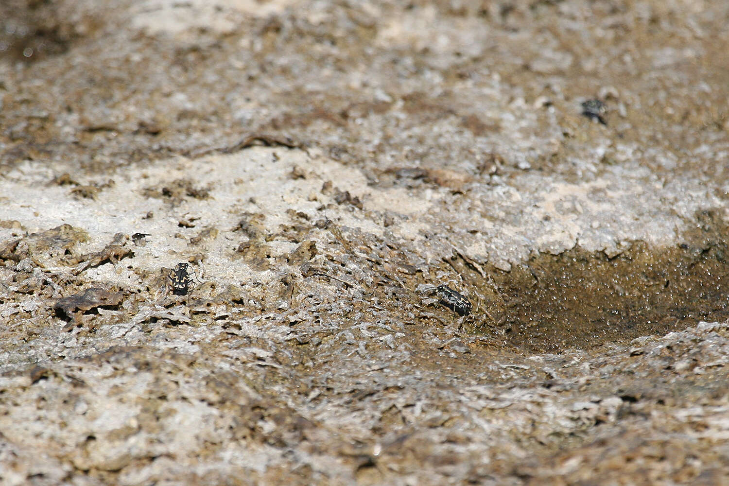 Image of Cicindela (Cicindelidia) senilis G. Horn 1867