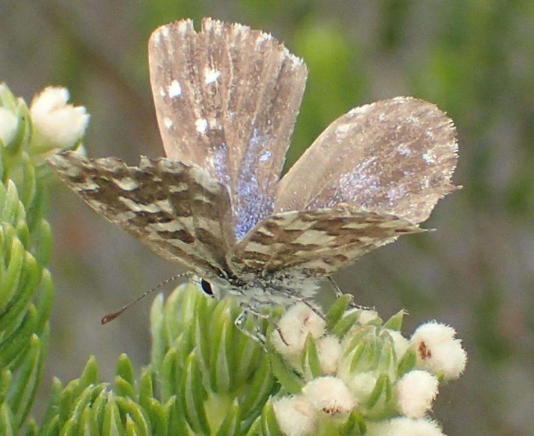 Слика од Tarucus thespis (Linnaeus 1764)