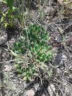 Image of Green-fruit Nipple Cactus