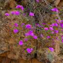 Image of Lampranthus pakhuisensis (L. Bol.) L. Bol.