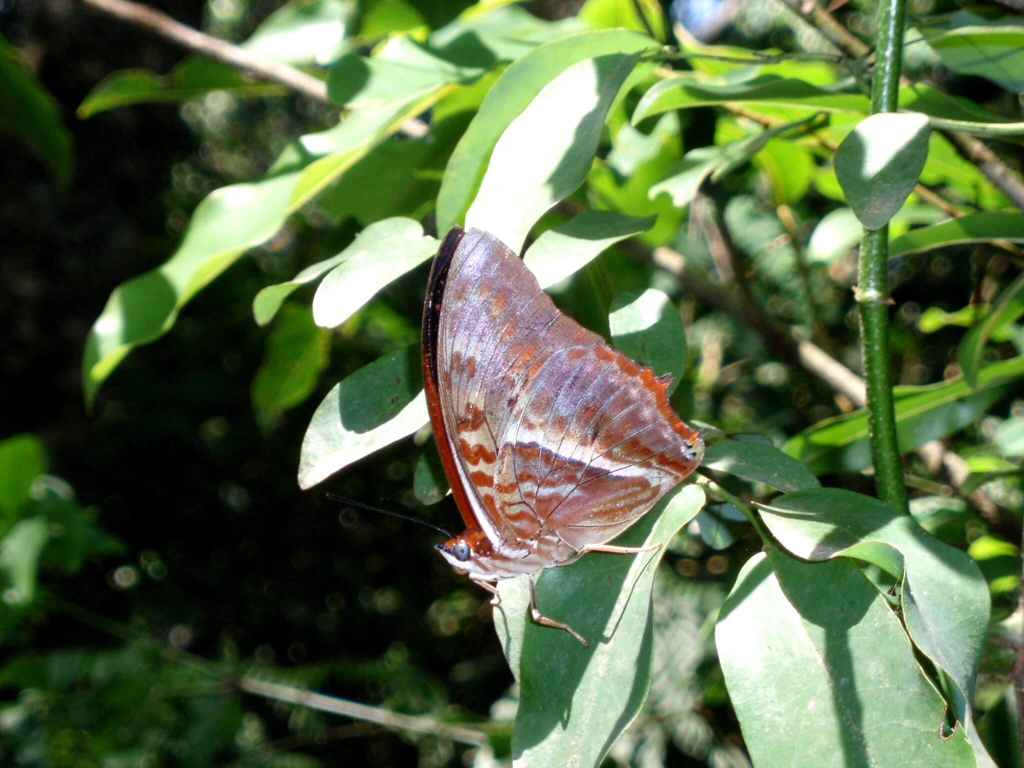 Charaxes cynthia Butler 1865 resmi