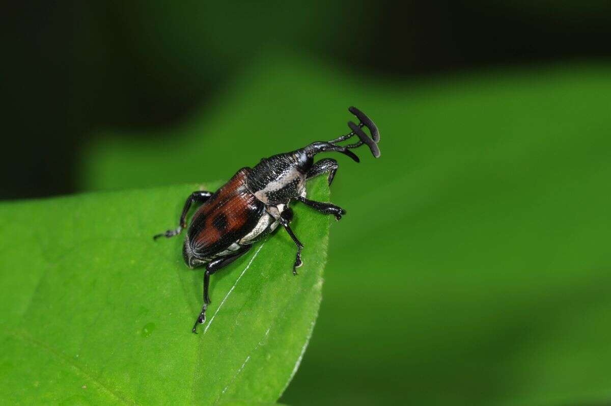 Image of Cercidocerus lateralis Fåhraeus 1845