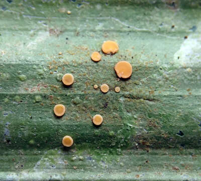 Sivun Coenogonium fallaciosum (Müll. Arg.) Kalb & Lücking kuva