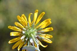 Image of Berkheya fruticosa (L.) Ehrh.