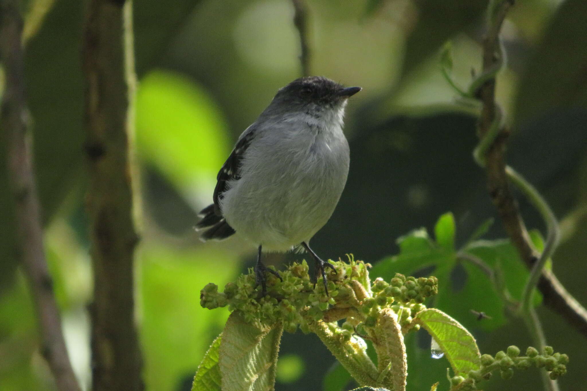 Serpophaga cinerea (Tschudi 1844)的圖片