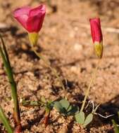 Image of Oxalis commutata Sond.