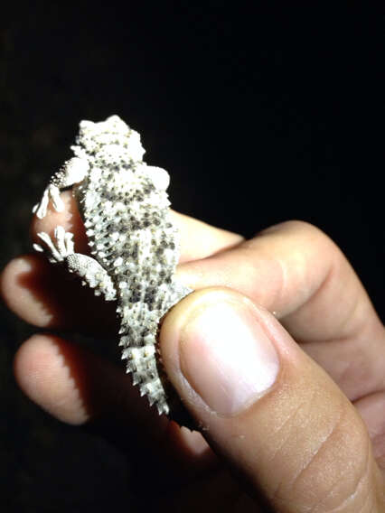 Image of Common Wall Gecko