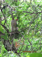 Image of Crested Mona Monkey
