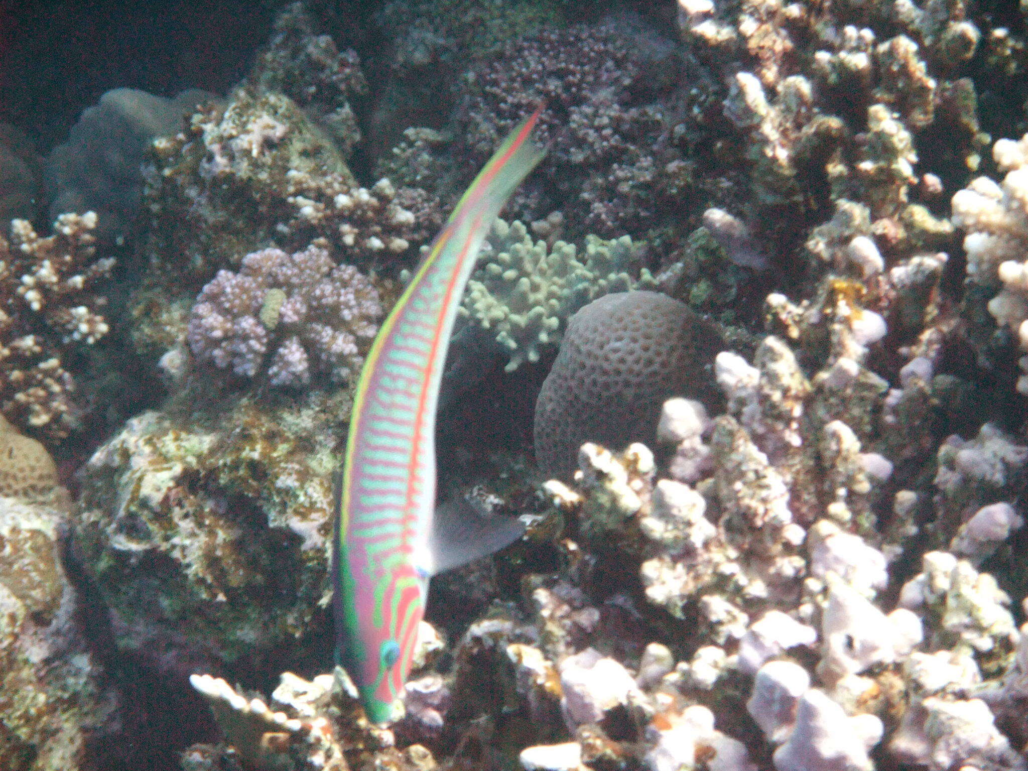 Image of Klunzinger's wrasse