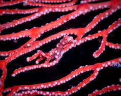 Image of Denise's Pygmy Seahorse