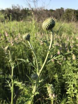 Cirsium engelmannii Rydb.的圖片