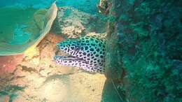 Image of Spotted moray