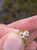 Image of Erica subdivaricata Berg.