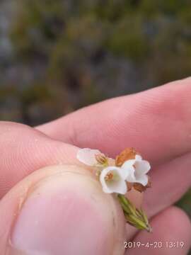 Image of Erica subdivaricata Berg.