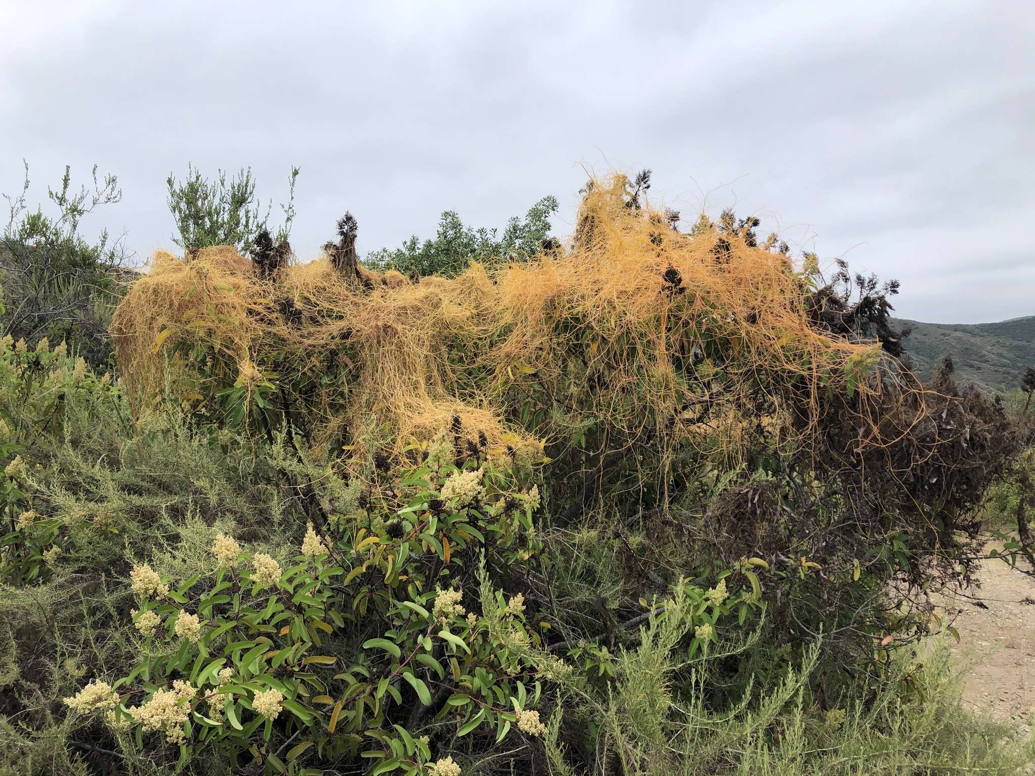 Image of Cuscuta ceanothii Behr