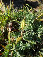 Image of Oxytropis exserta Jurtzev