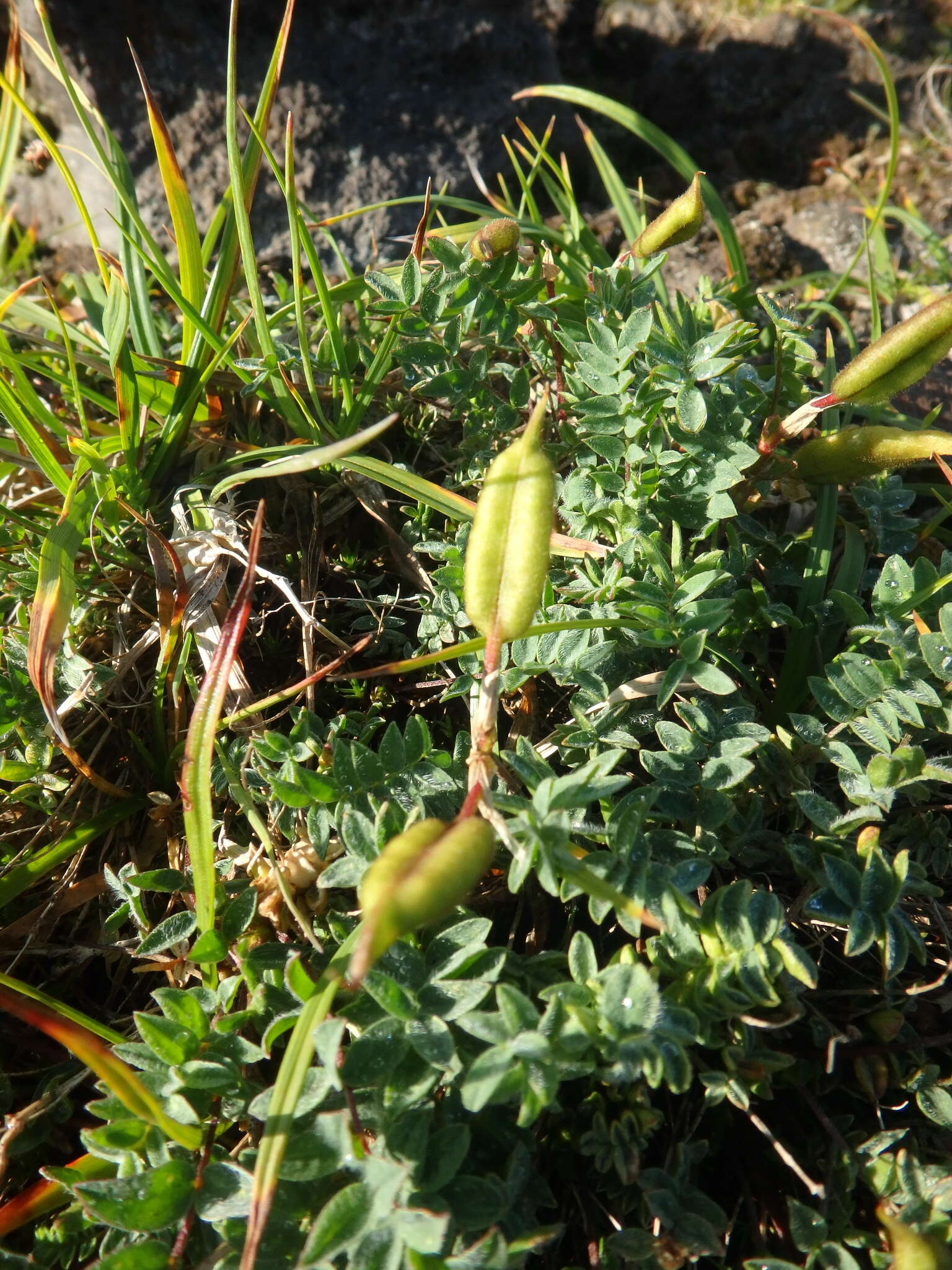 Image of Oxytropis exserta Jurtzev