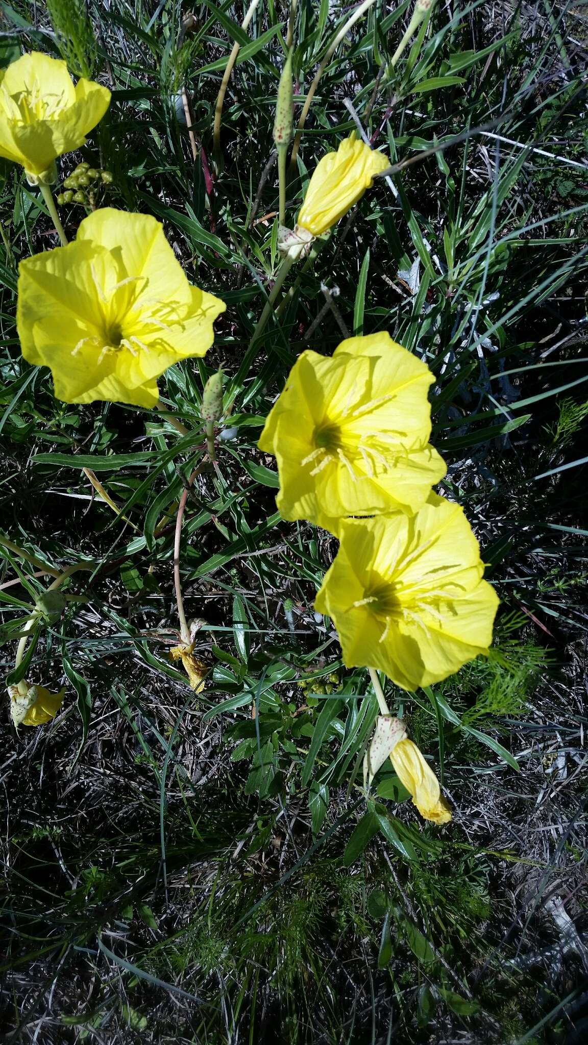 Oenothera macrocarpa Nutt. resmi