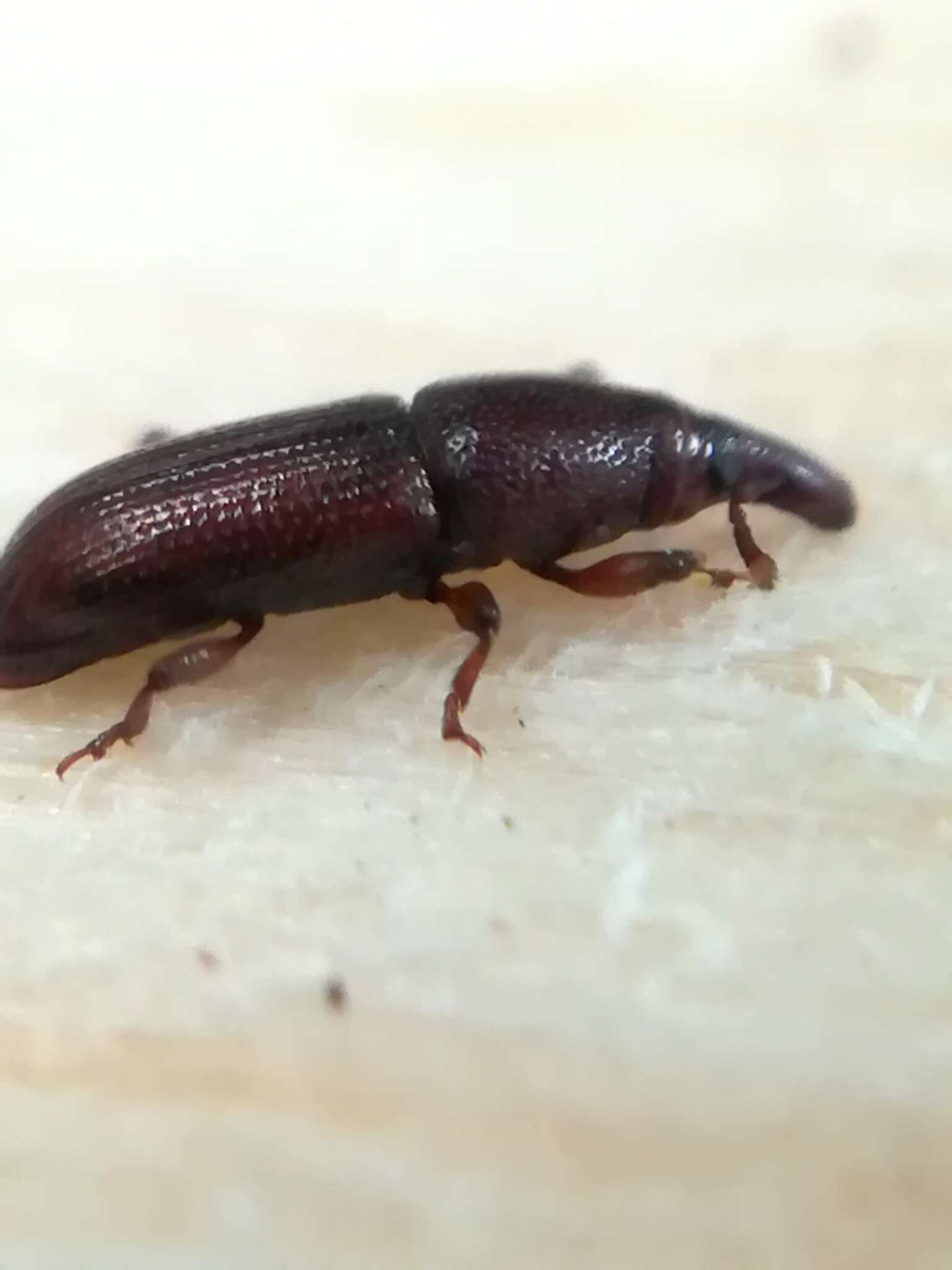 Image of European Wood Weevil