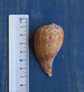 Image of paper fig shell