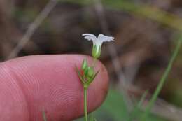 صورة Mononeuria muscorum (Fassett) Dillenb. & Kadereit