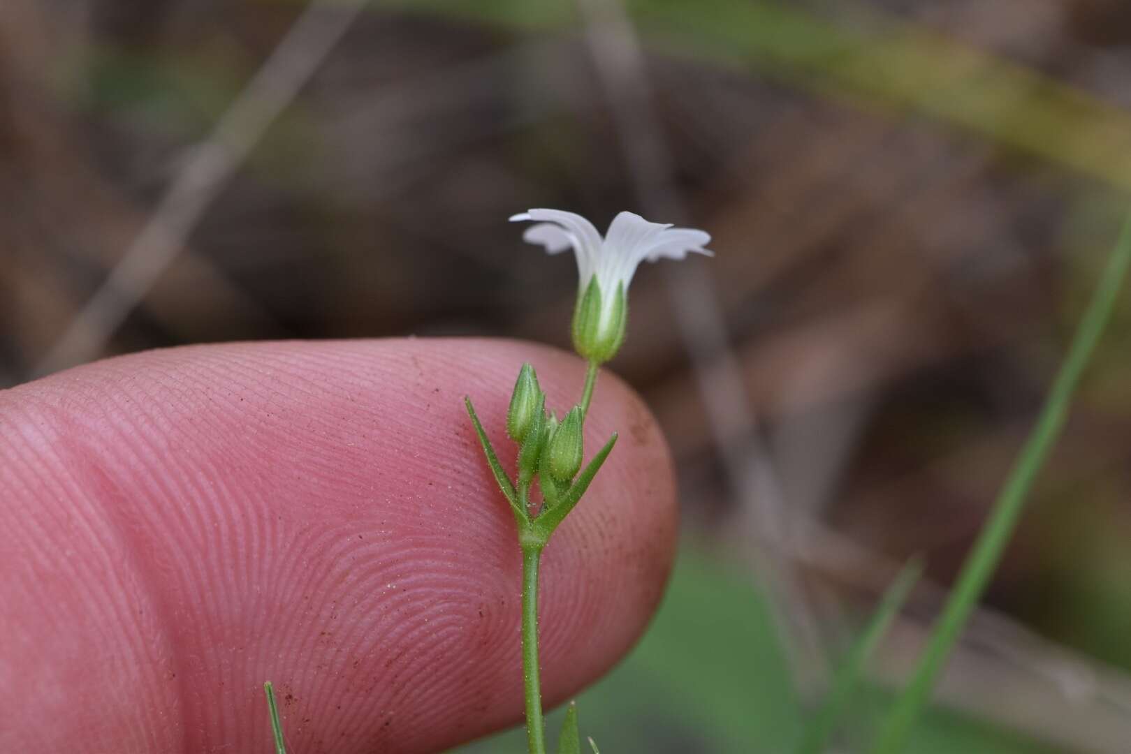 صورة Mononeuria muscorum (Fassett) Dillenb. & Kadereit