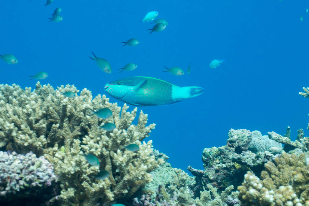 Image of Bridled Parrotfish
