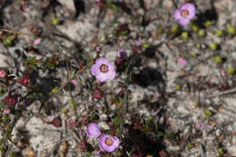 Image of Euryomyrtus ramosissima subsp. ramosissima