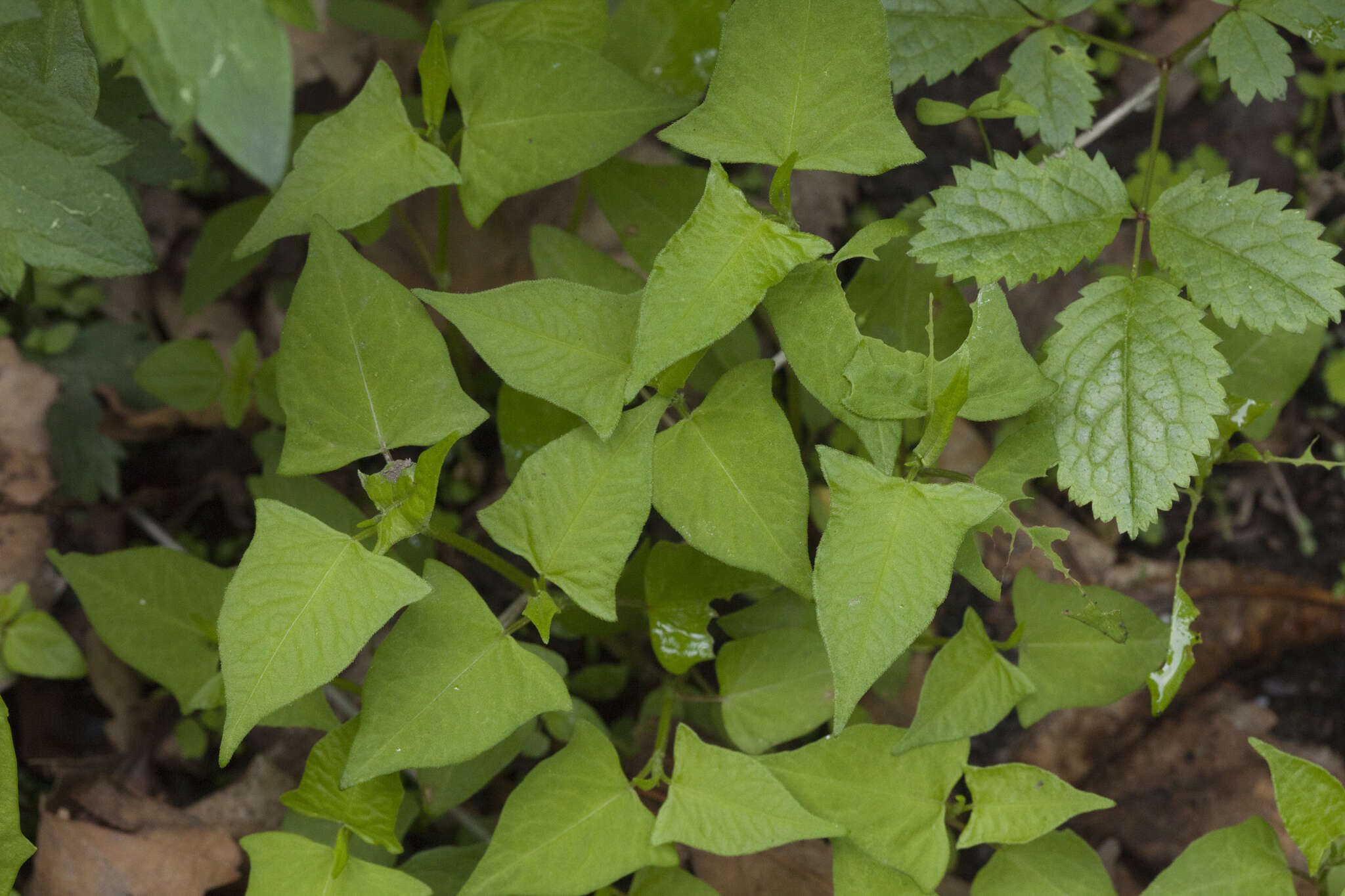 Sivun Persicaria thunbergii (Sieb. & Zucc.) H. Gross kuva