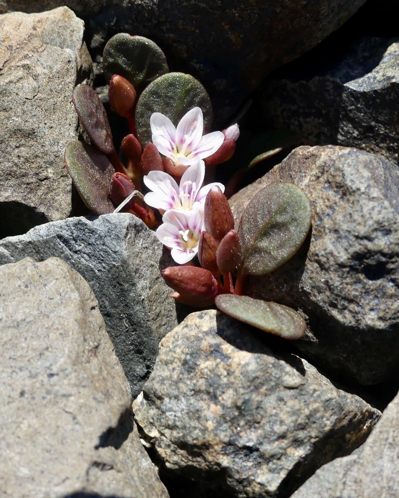 Claytonia umbellata S. Wats. resmi