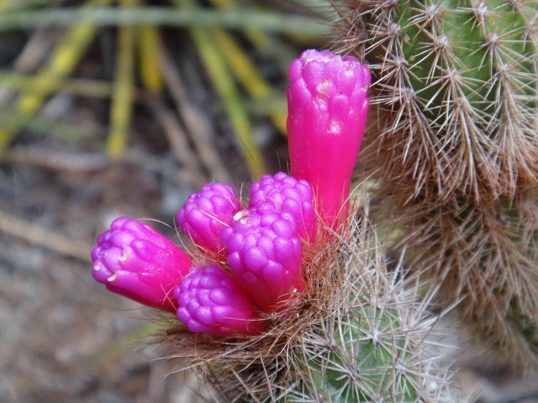 صورة Arrojadoa rhodantha (Gürke) Britton & Rose