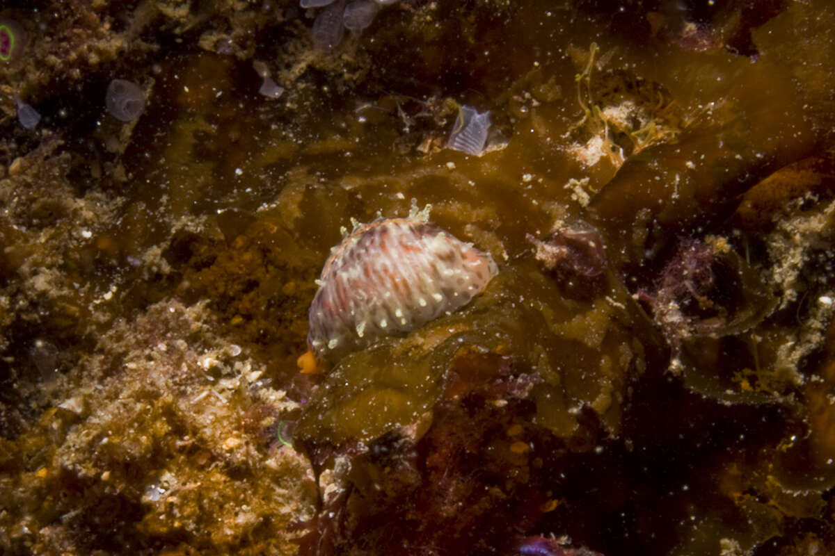 Image of European cowrie