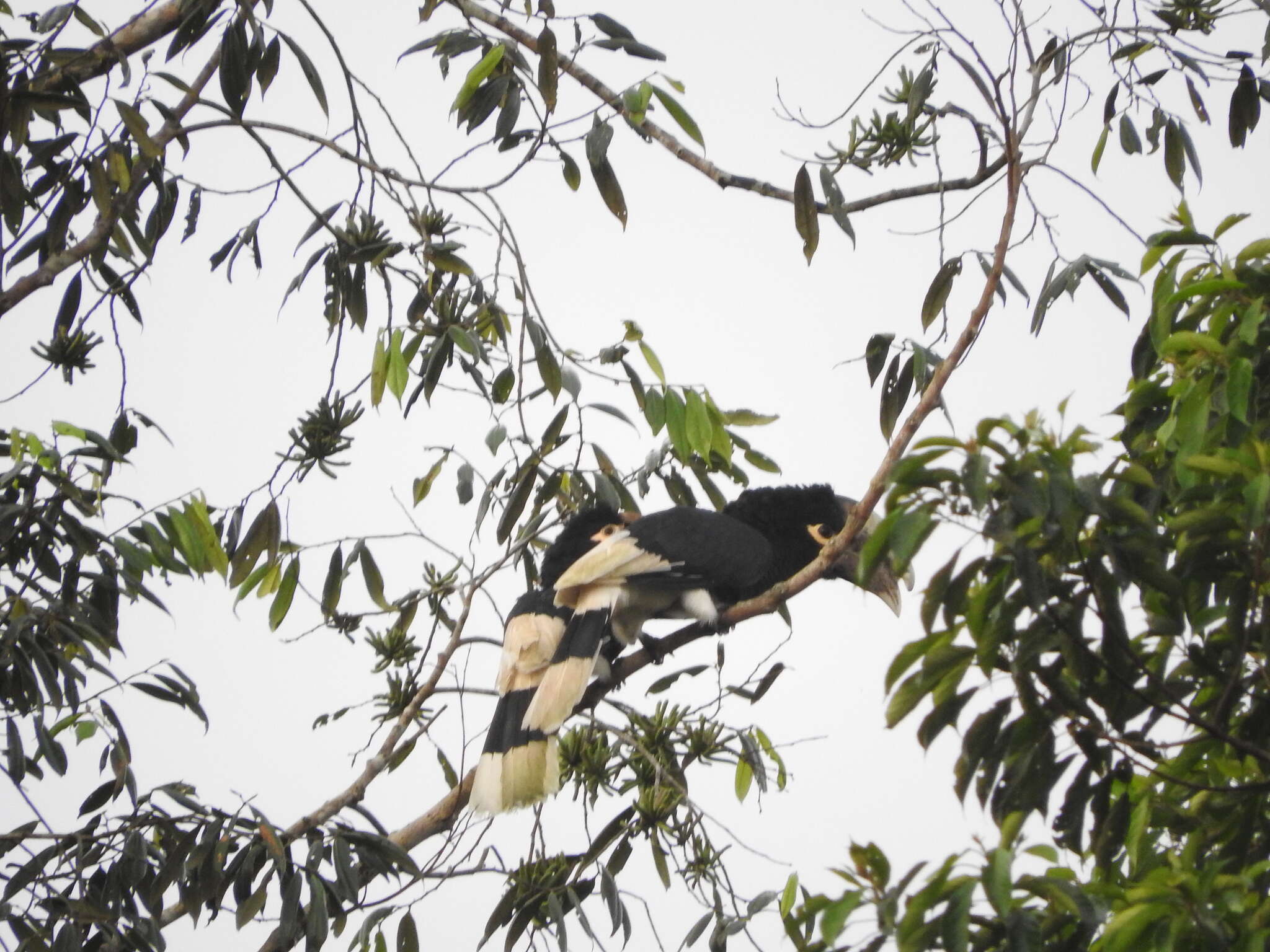 Image of White-thighed hornbill