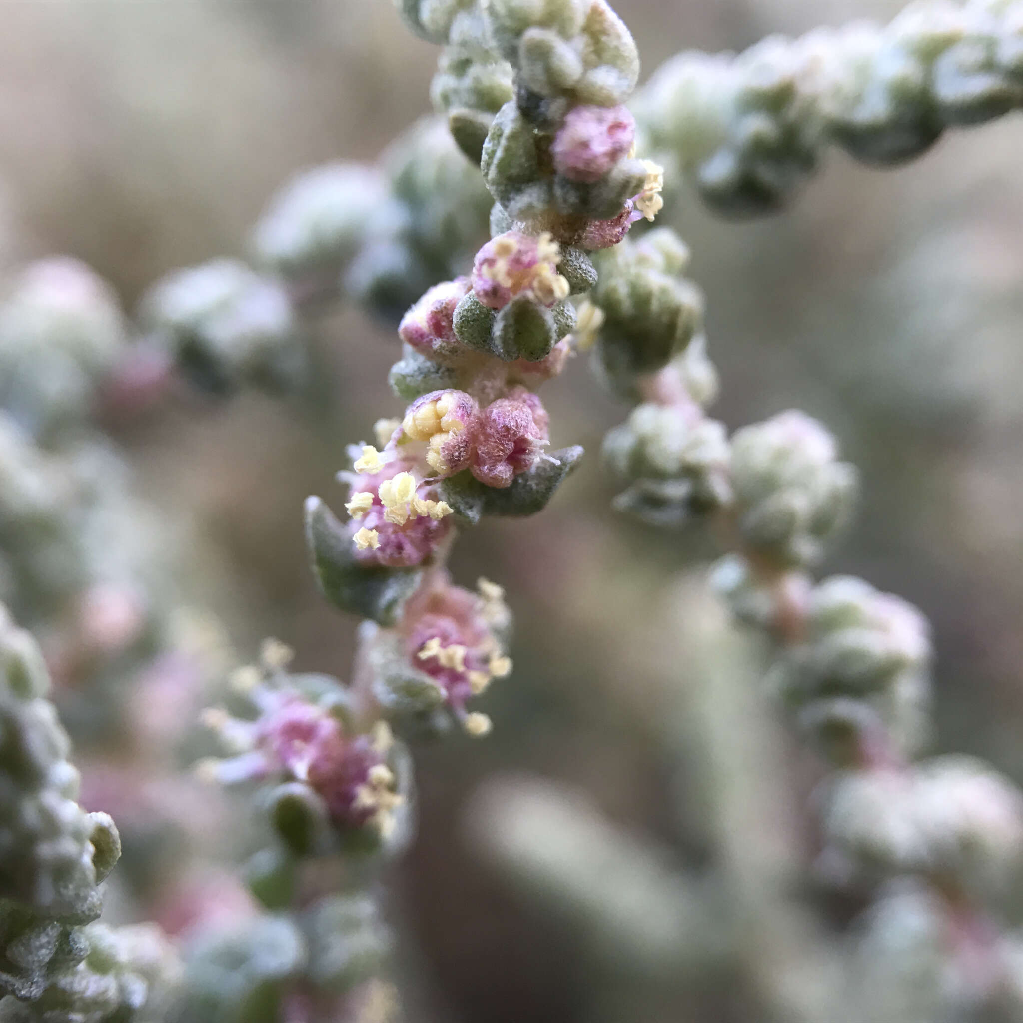 Image of Atriplex julacea S. Wats.